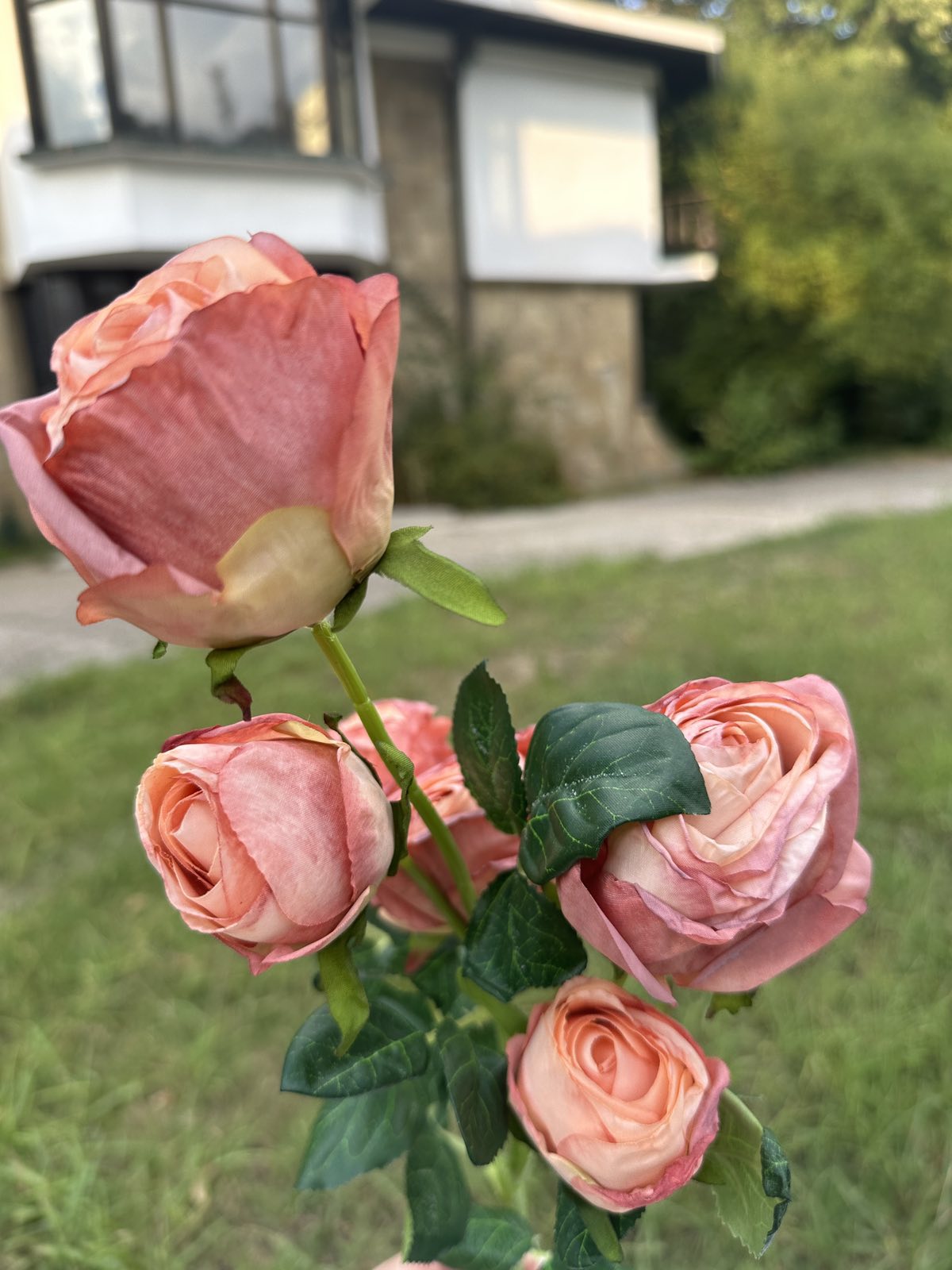 Роза с дълга дръжка