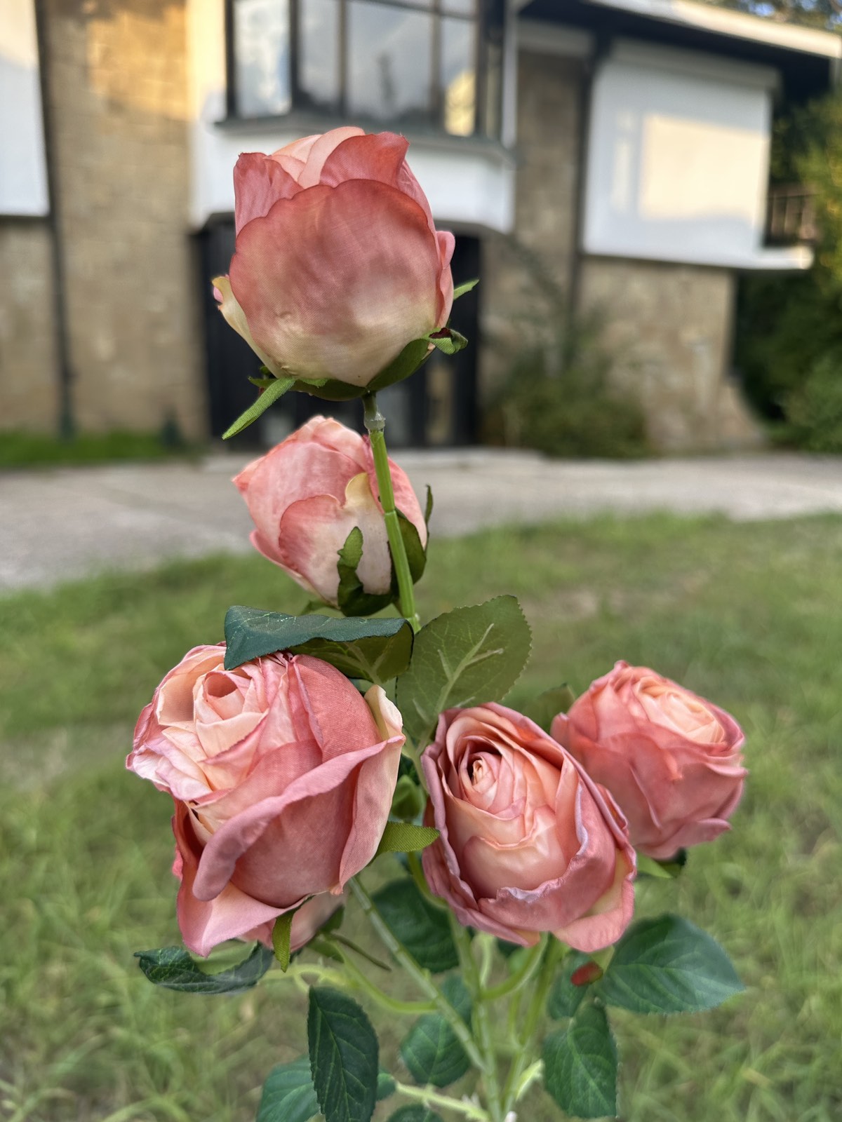 Роза с дълга дръжка