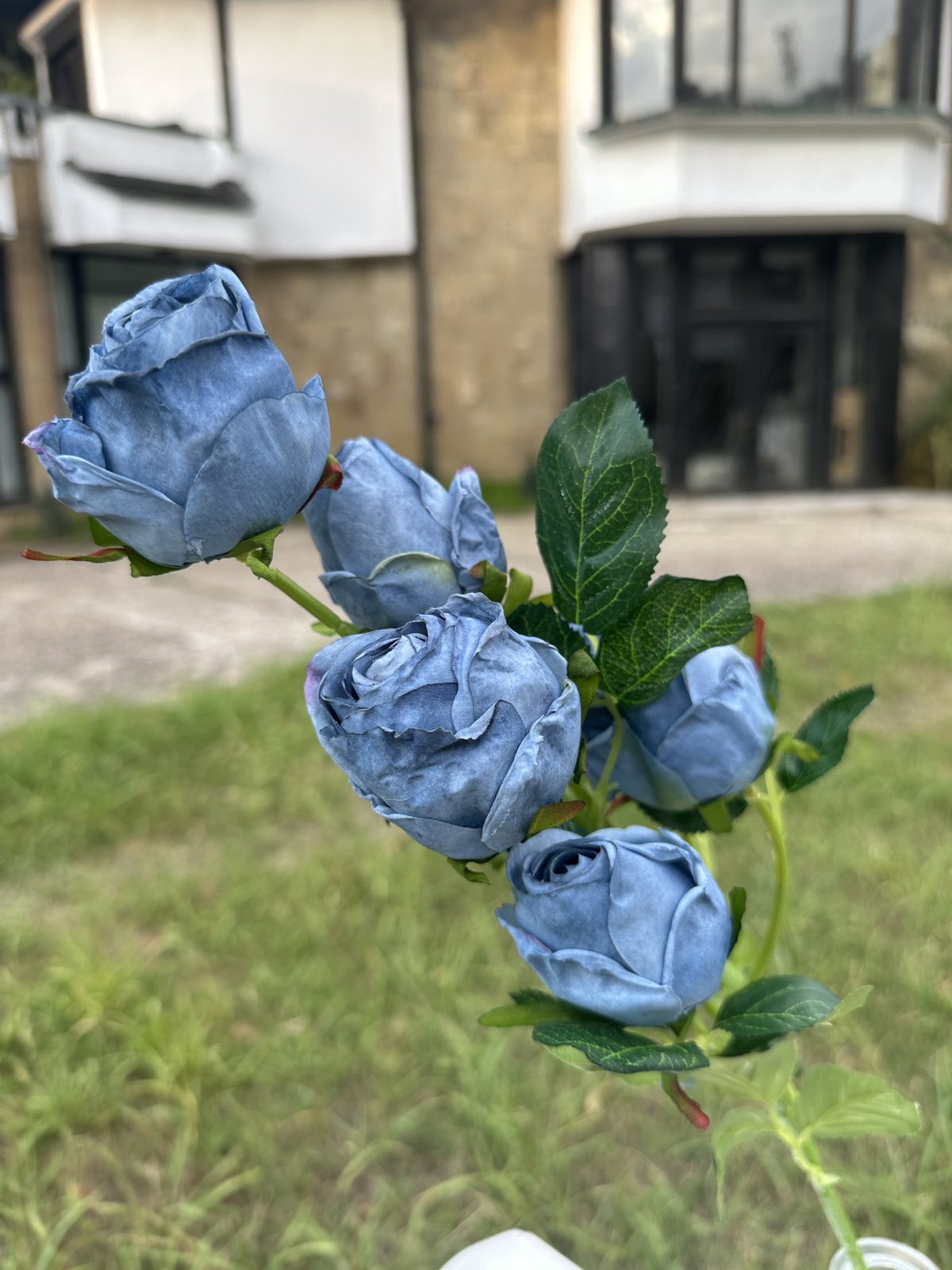 Роза с дълга дръжка