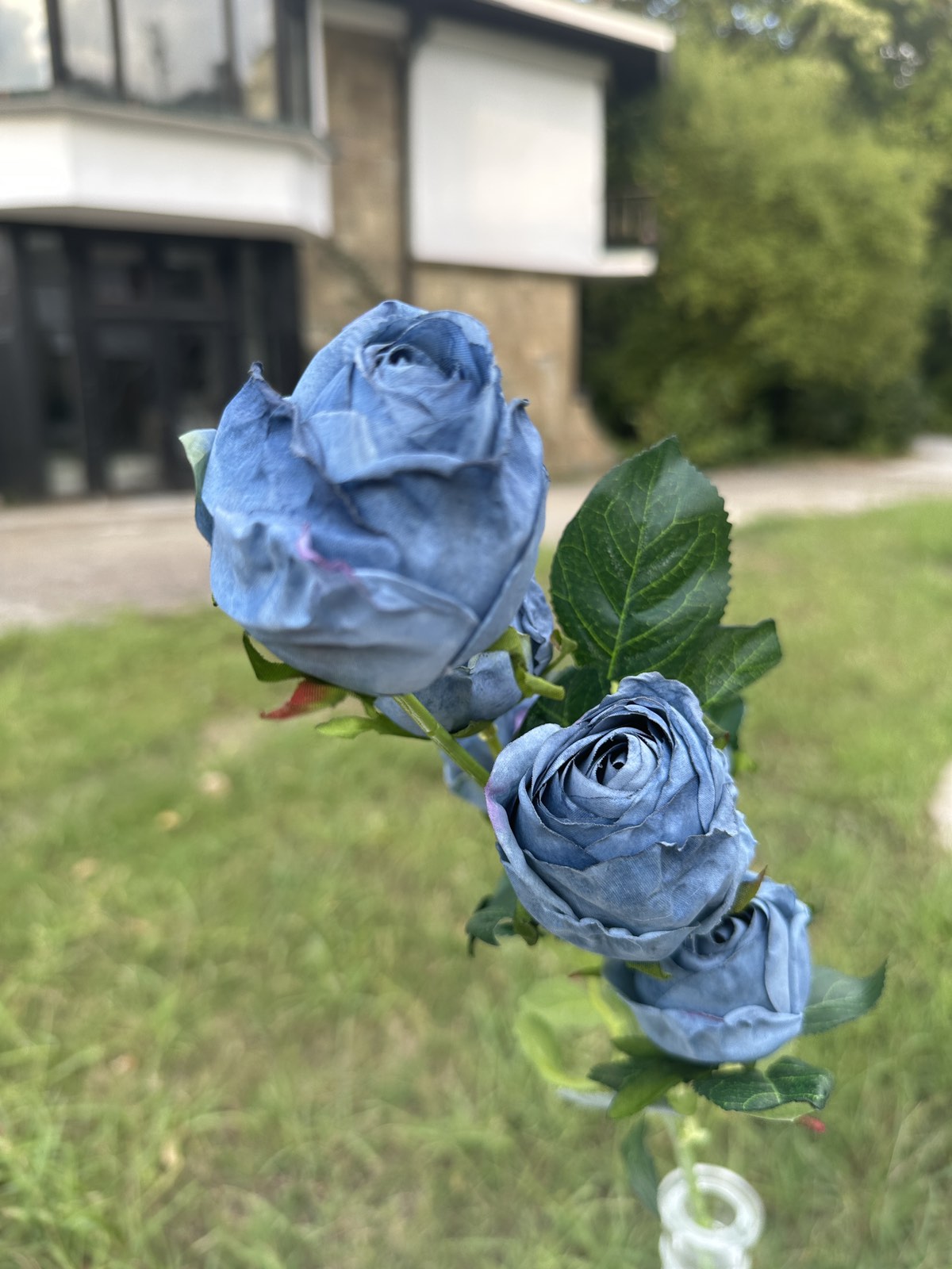 Роза с дълга дръжка