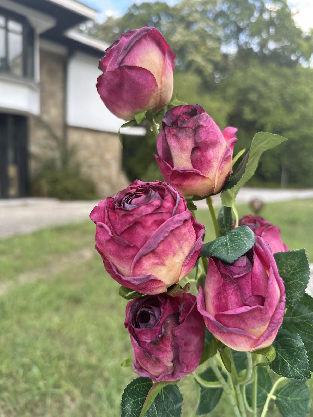 Роза с дълга дръжка