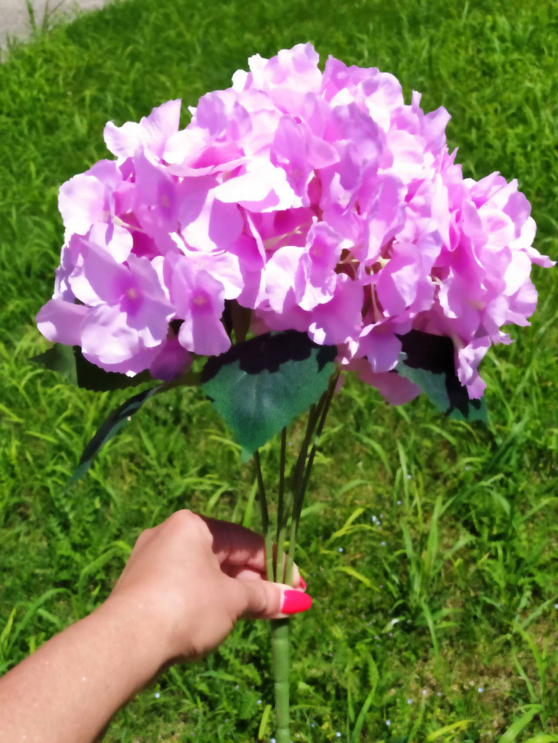 Едра розова хортензия