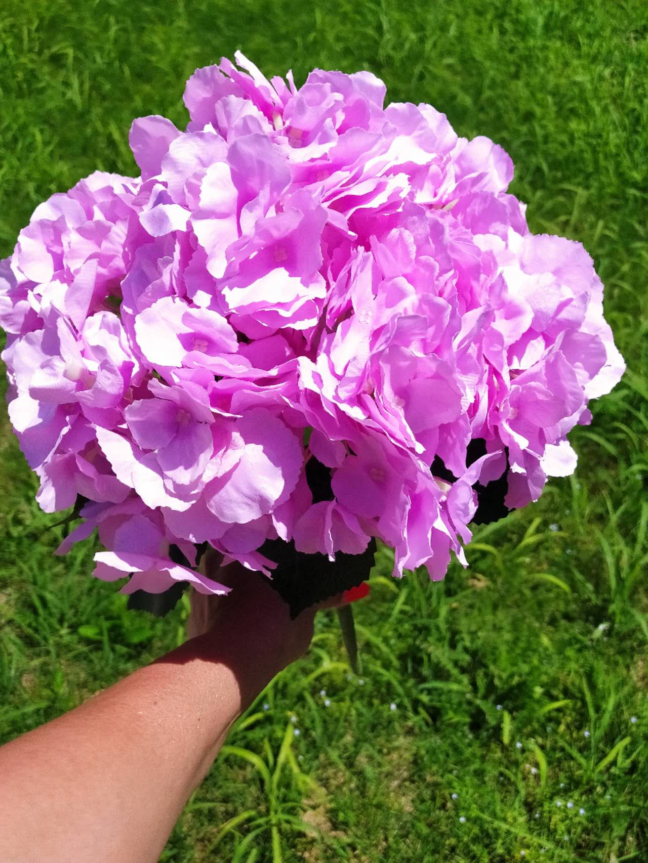 Едра розова хортензия