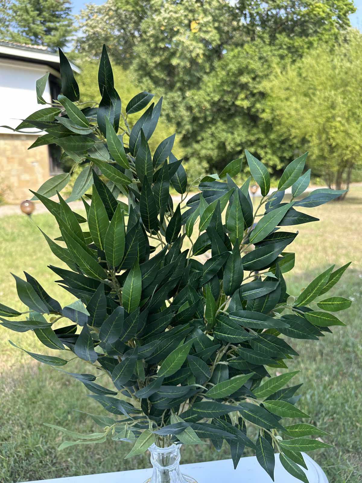 Рускус декоративен