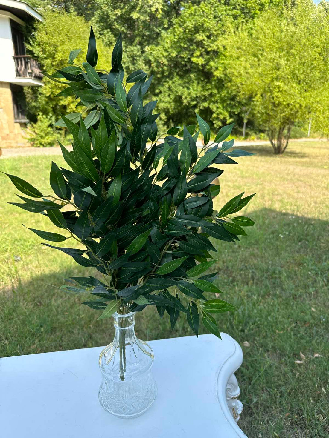 Рускус декоративен