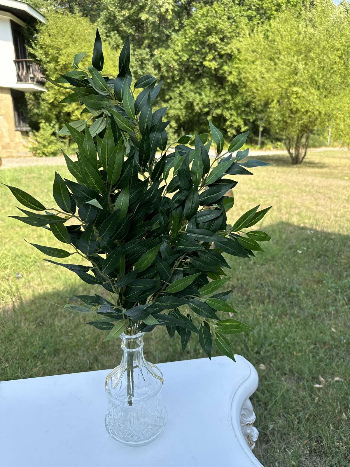 Рускус декоративен