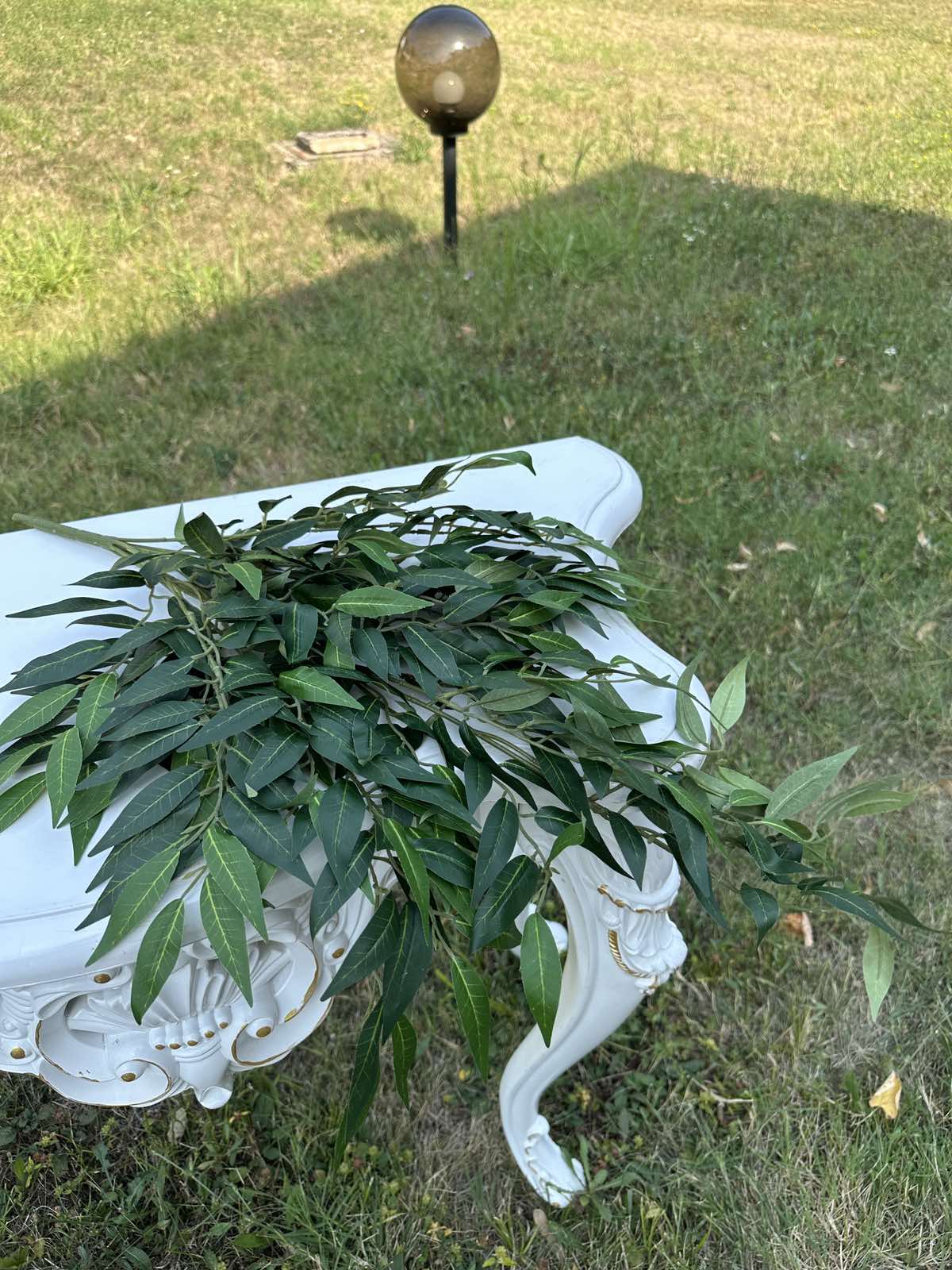 Рускус декоративен