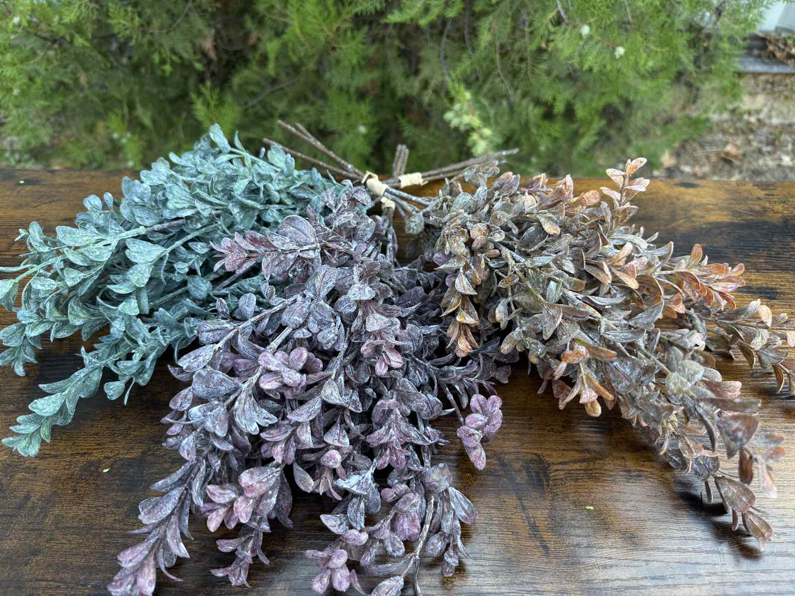 Евкалипт сребърен долар