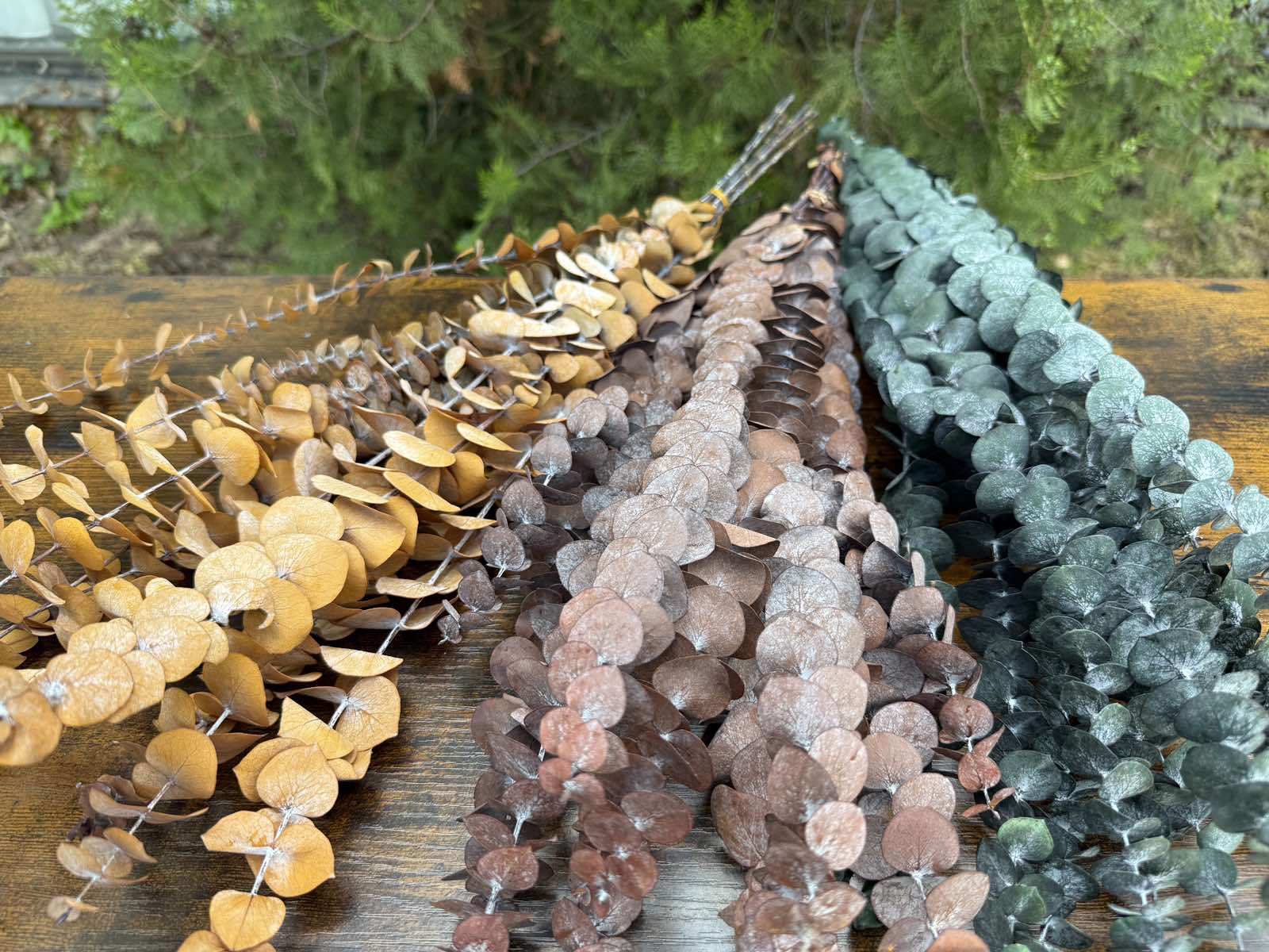 Сух евкалипт 3 цвята