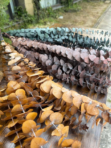 Сух евкалипт 3 цвята