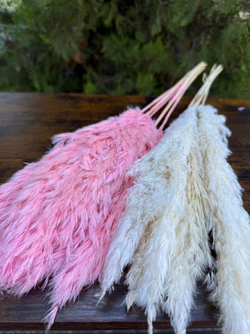 Суха трева тръстика