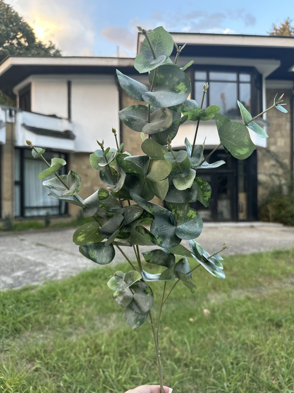 Тигров евкалипт