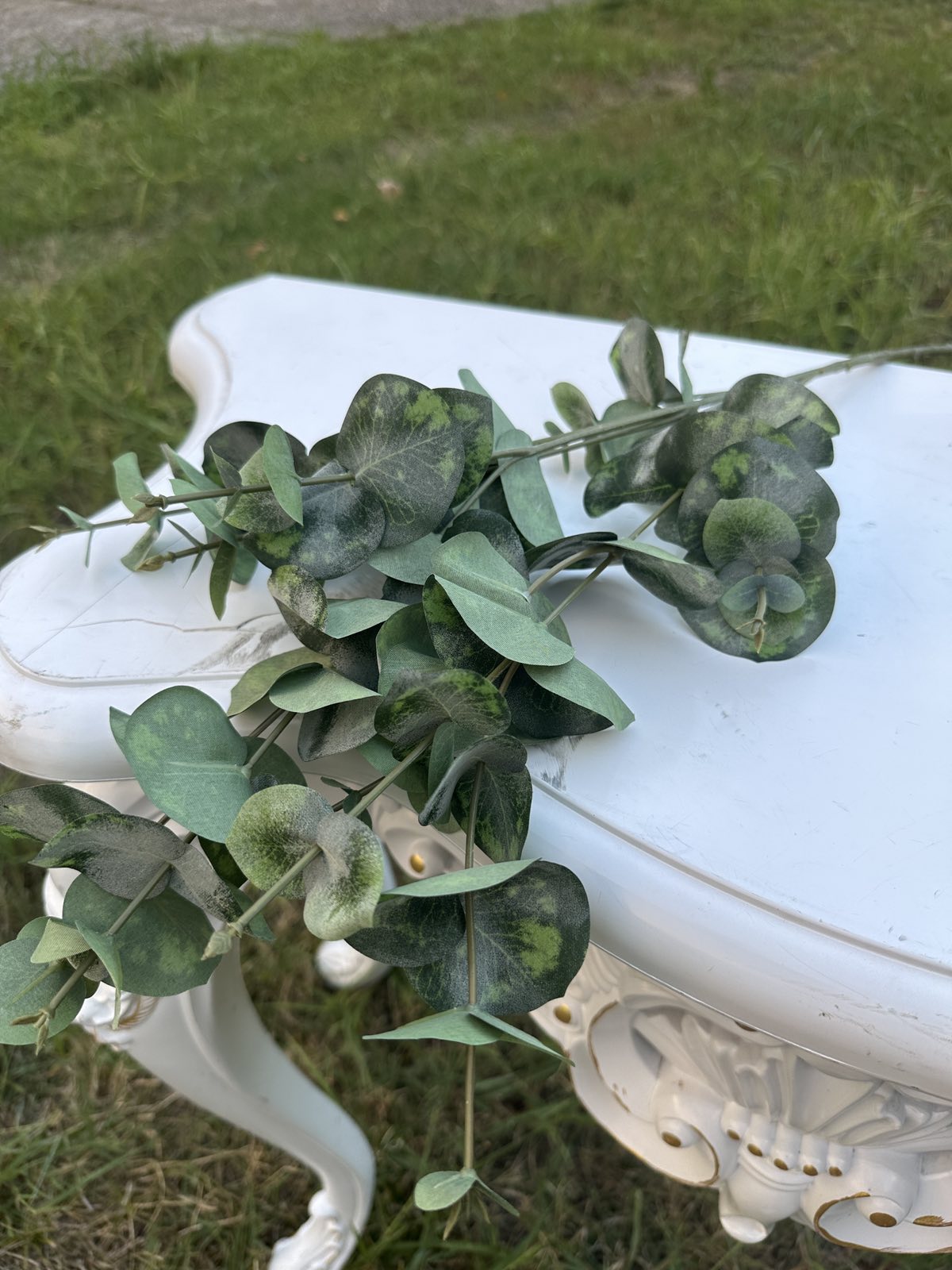 Тигров евкалипт