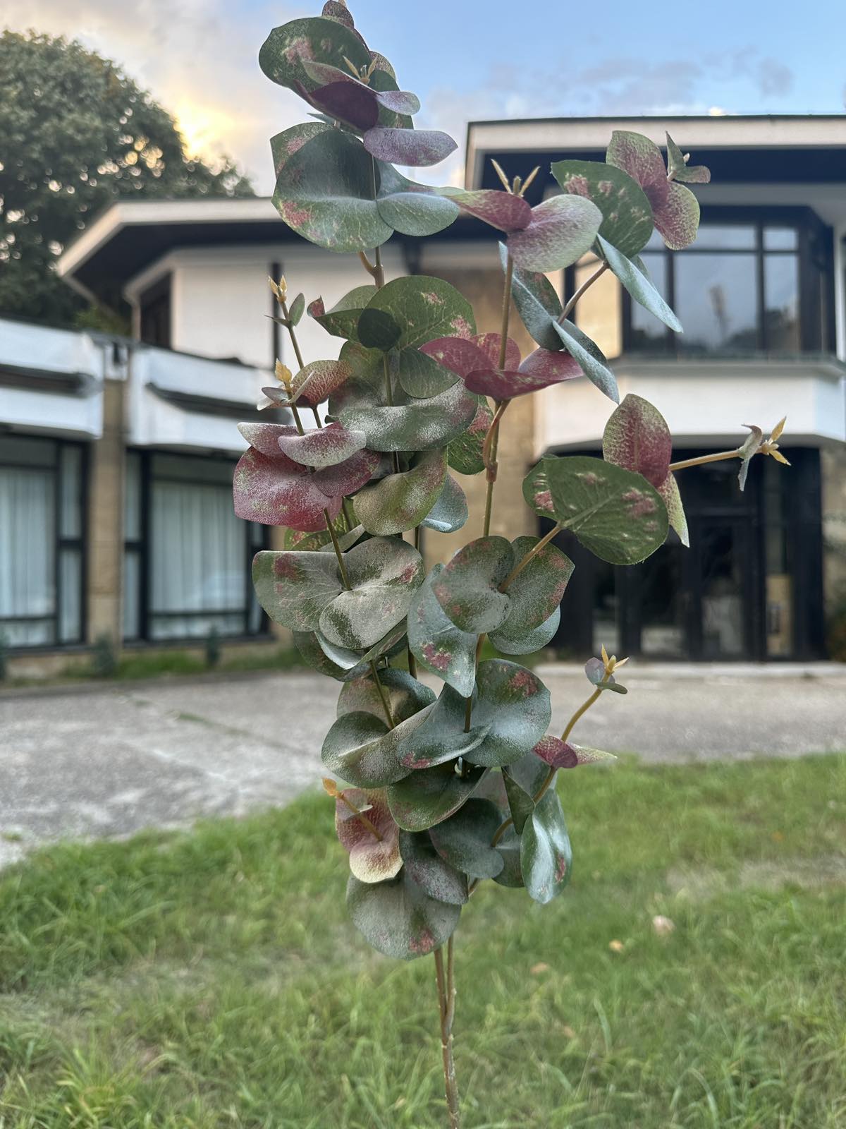 Тигров евкалипт