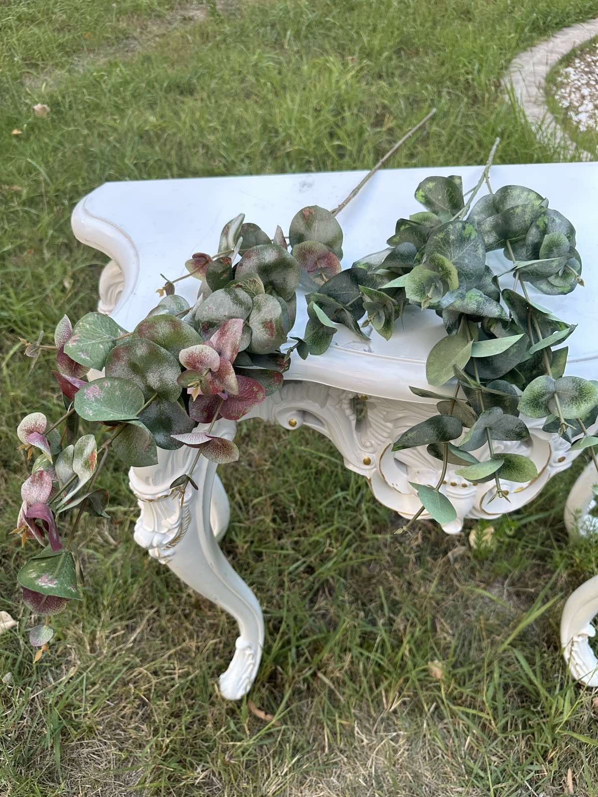 Тигров евкалипт