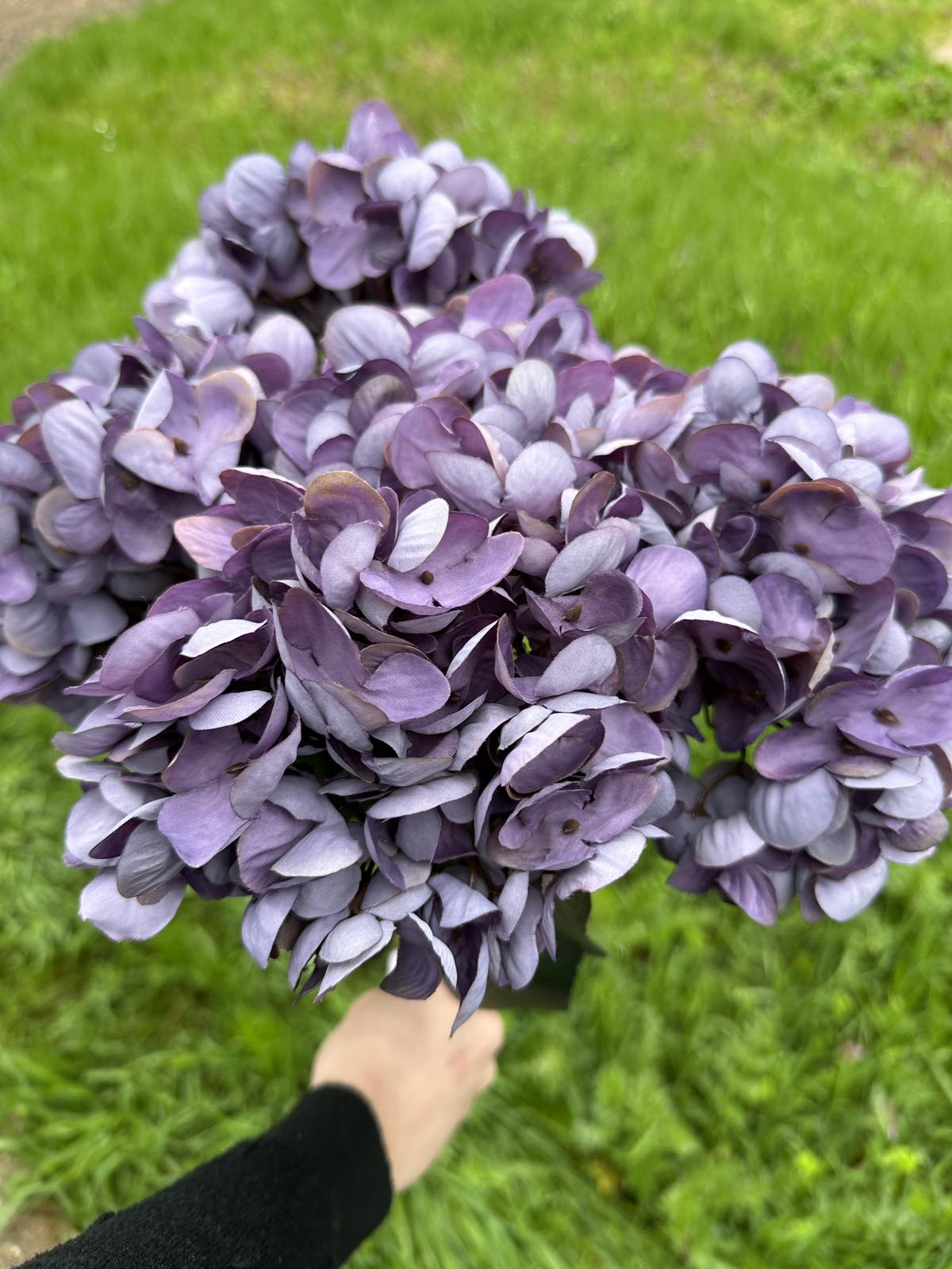 Хортензия винтидж лилава