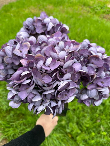 Хортензия винтидж лилава