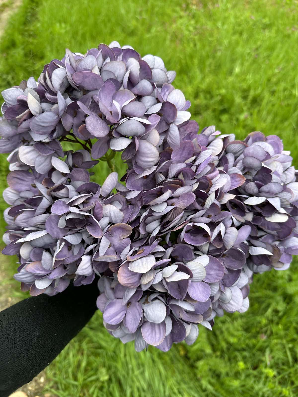 Хортензия винтидж лилава