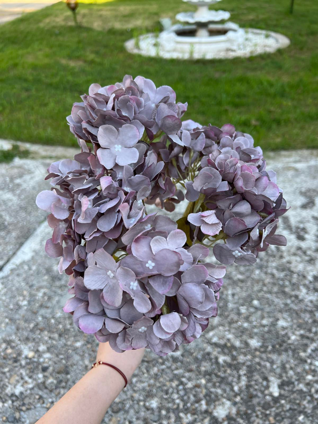 Хортензия меланж графит