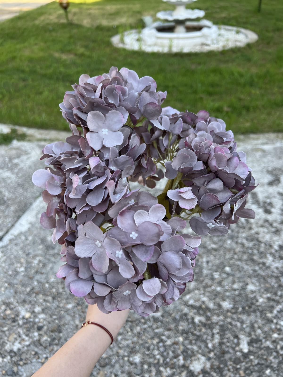 Хортензия меланж графит