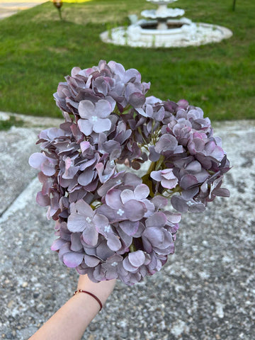 Хортензия меланж графит