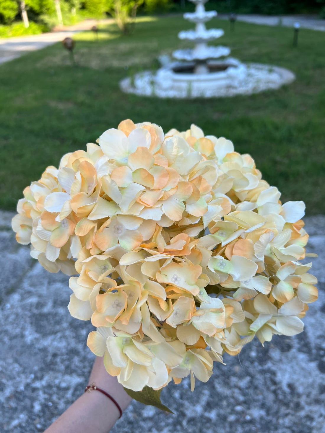 Хортензия меланж жълто