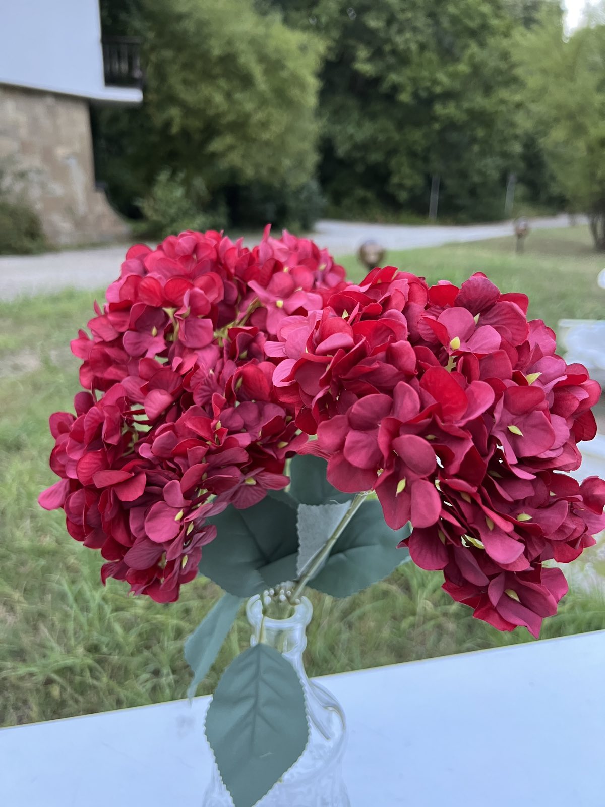 Кичеста дребна хортензия бордо