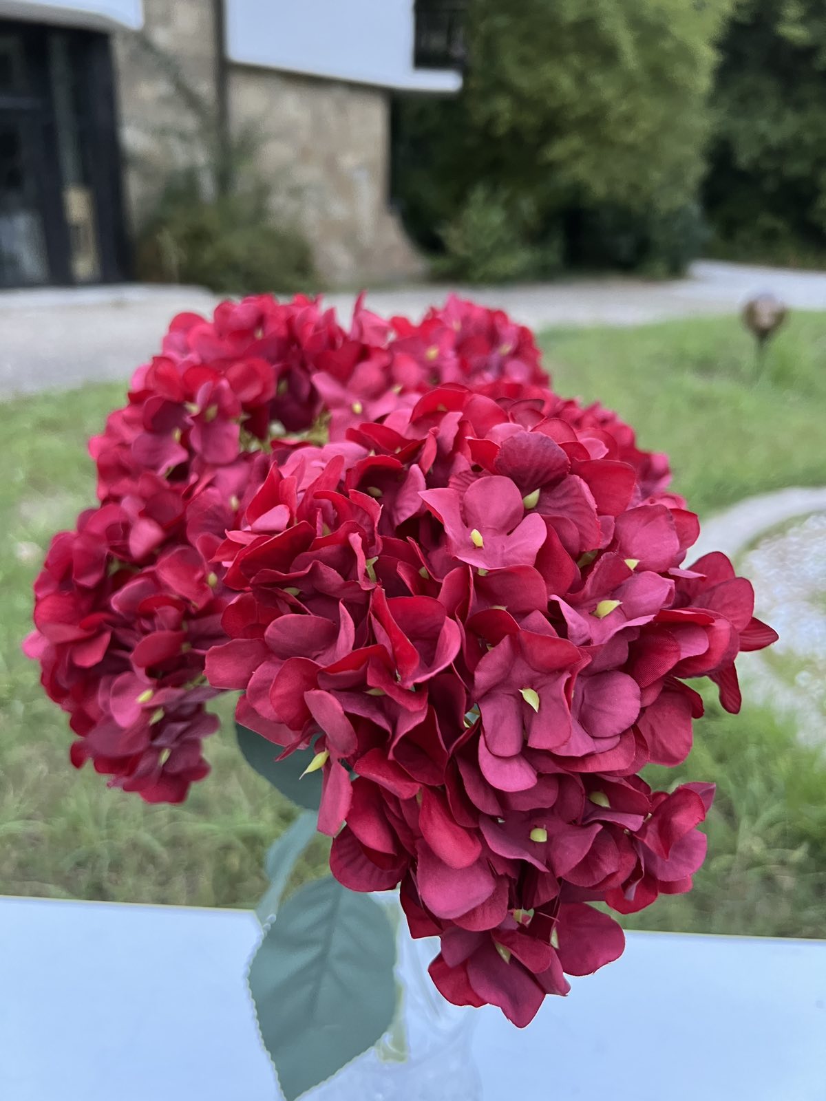 Кичеста дребна хортензия бордо