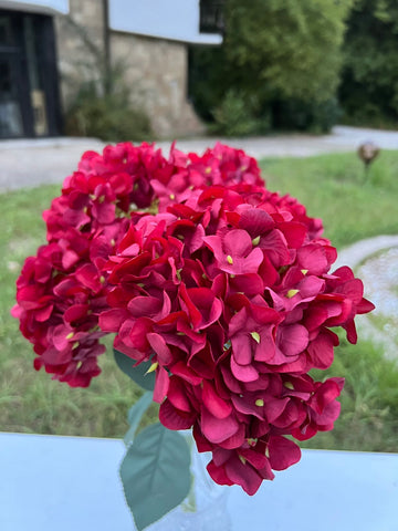 Кичеста дребна хортензия бордо