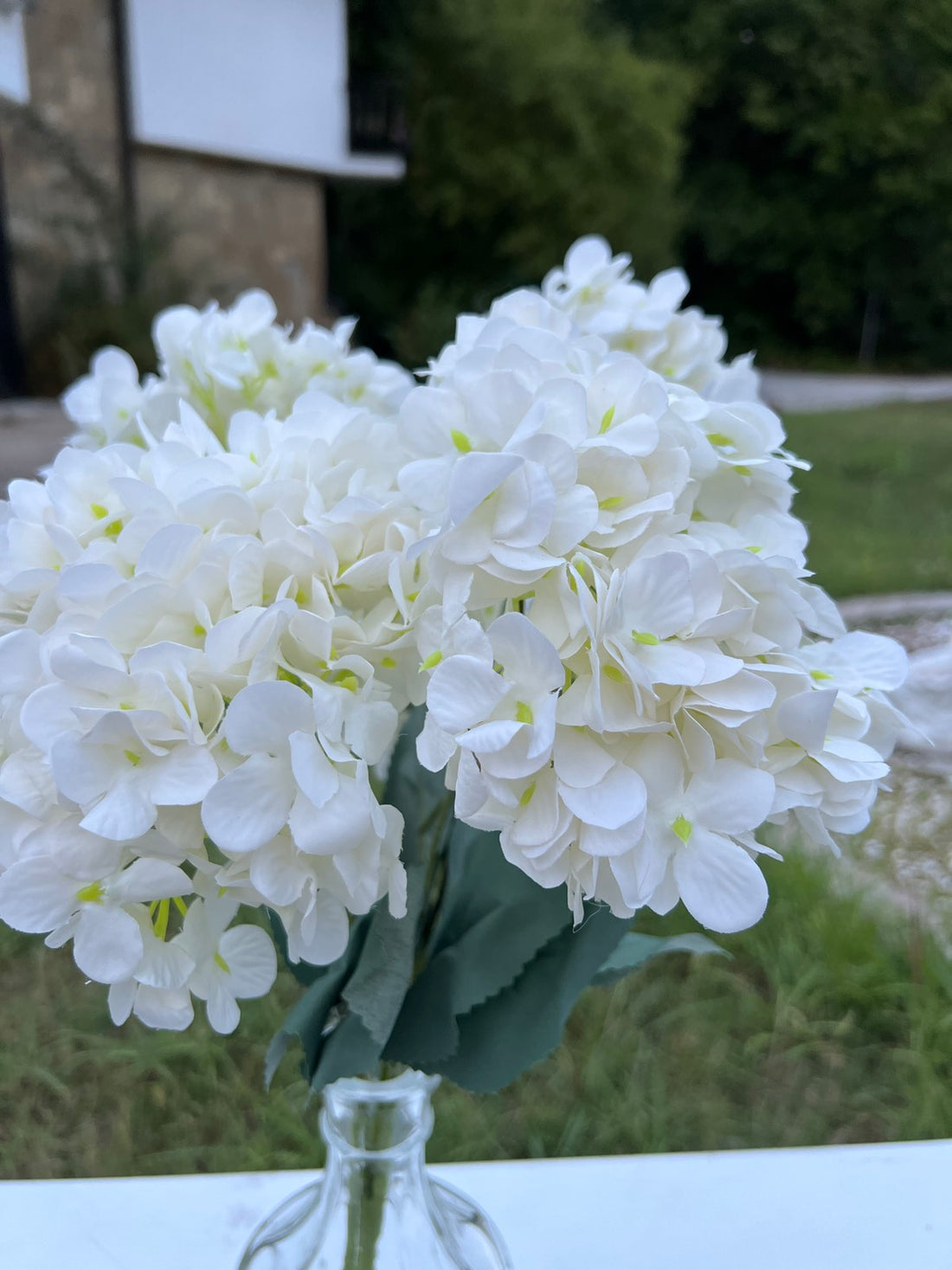 Дребна кичеста хортензия бяла