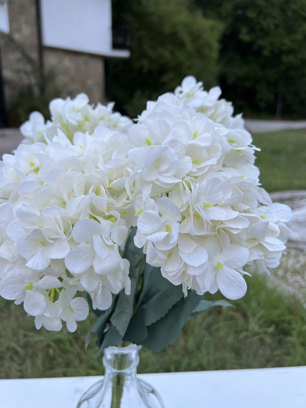 Дребна кичеста хортензия бяла