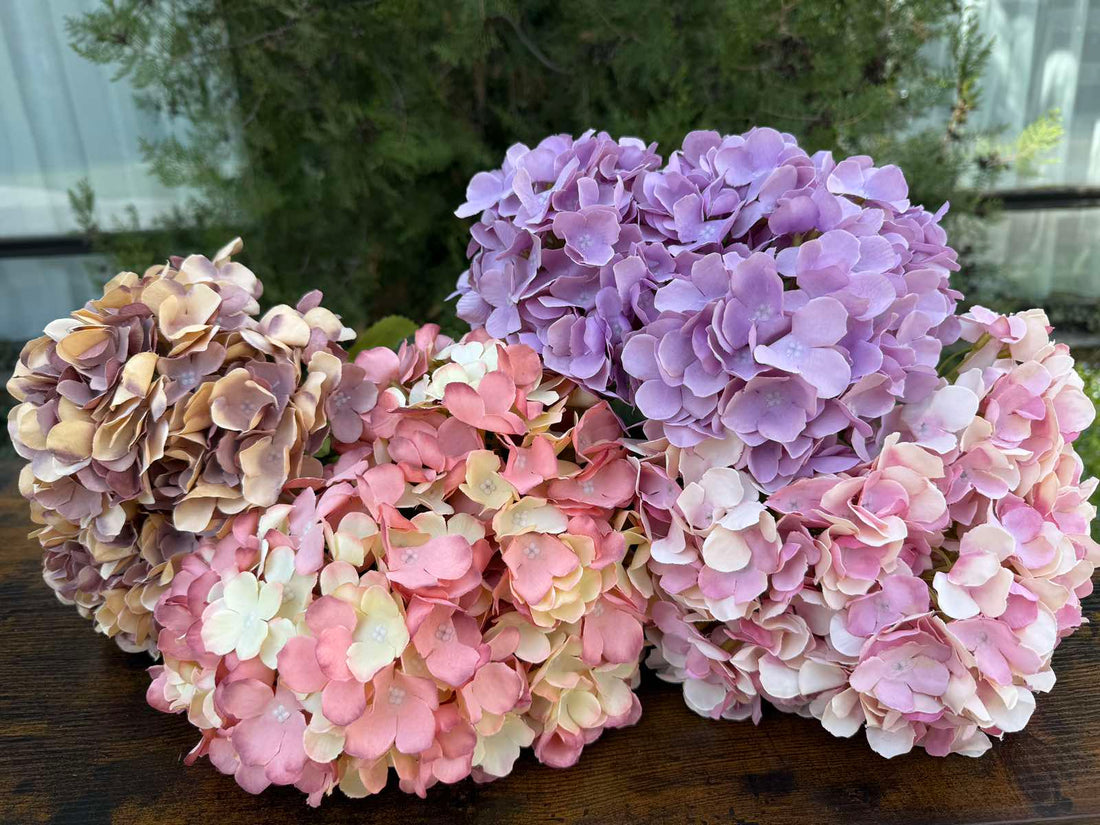 Хортензия меланж праскова