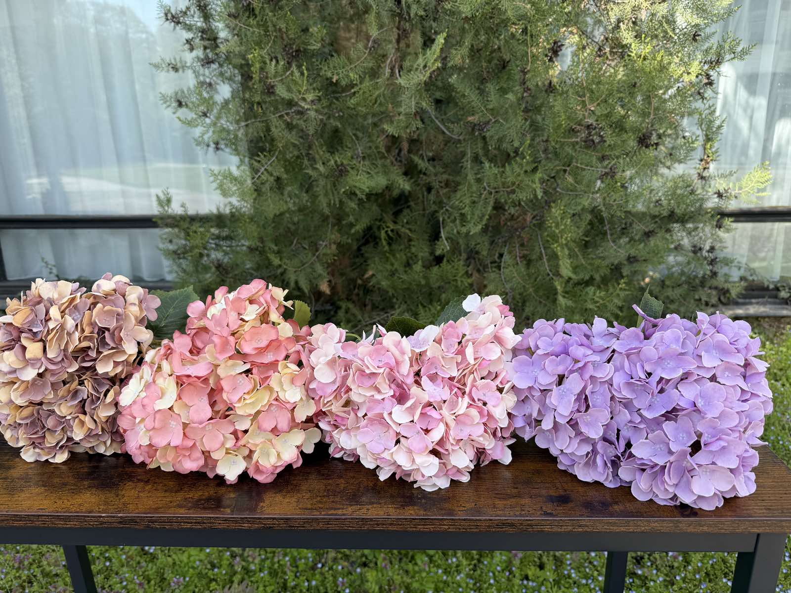 Хортензия меланж праскова