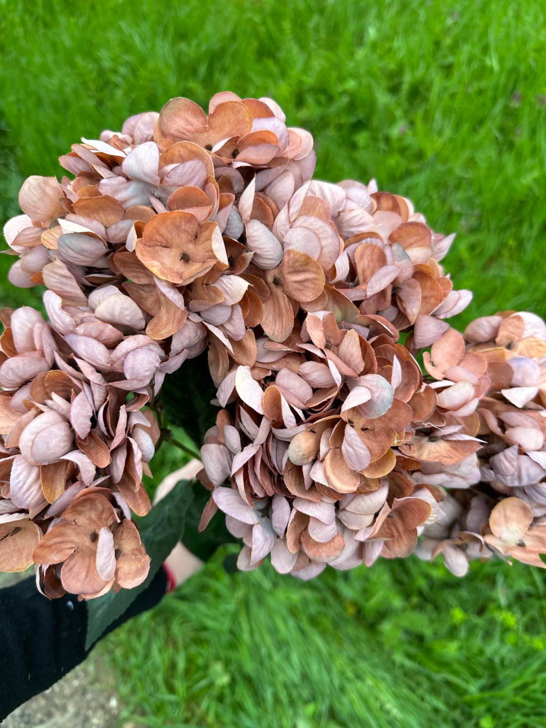 Хортензия винтидж мед