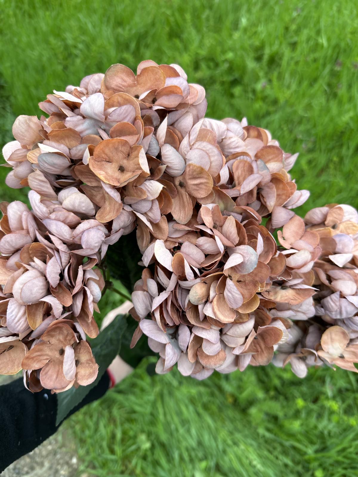 Хортензия винтидж мед