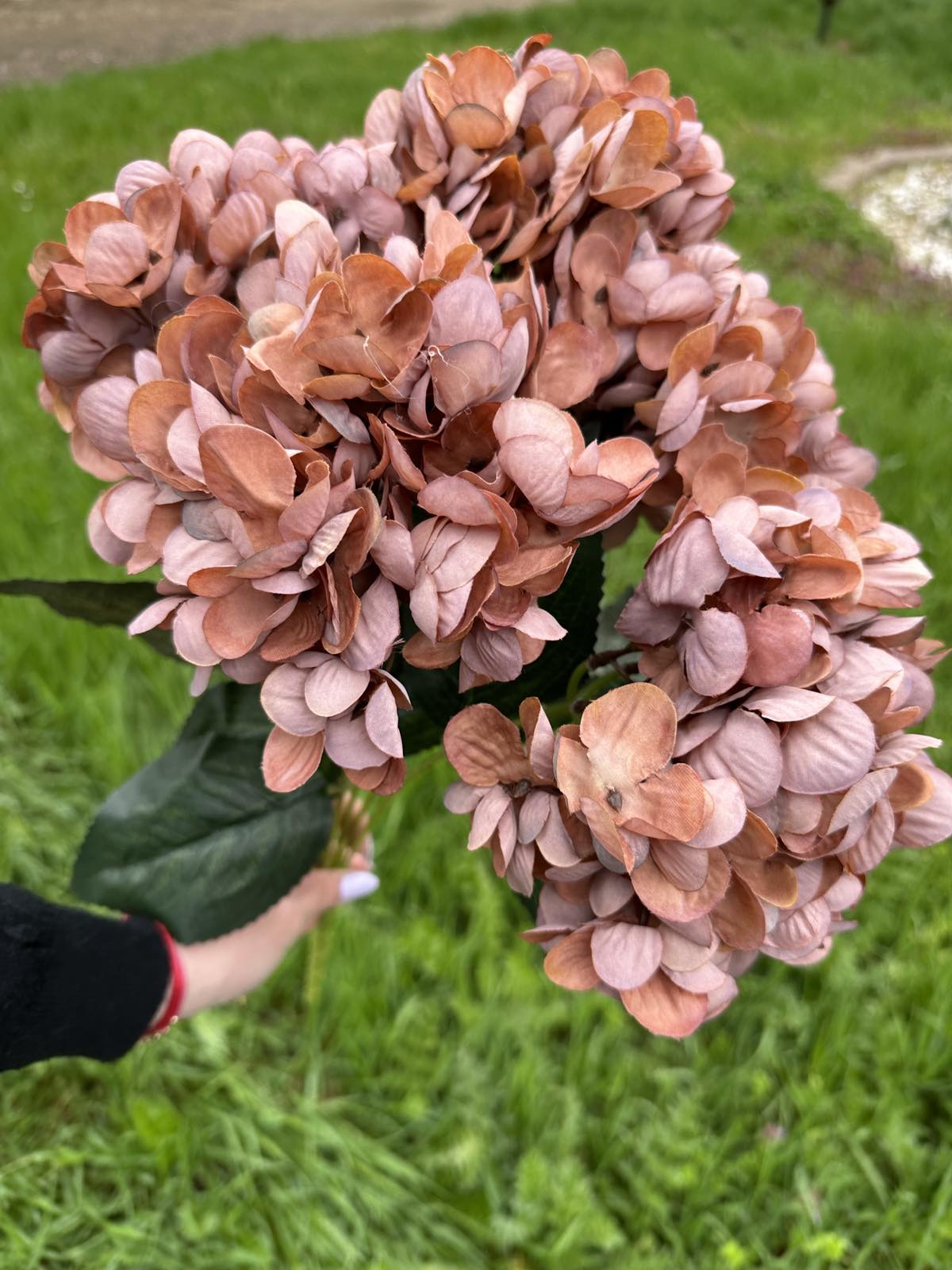 Хортензия винтидж мед