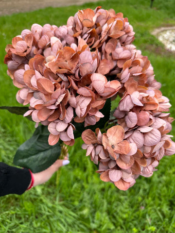 Хортензия винтидж мед