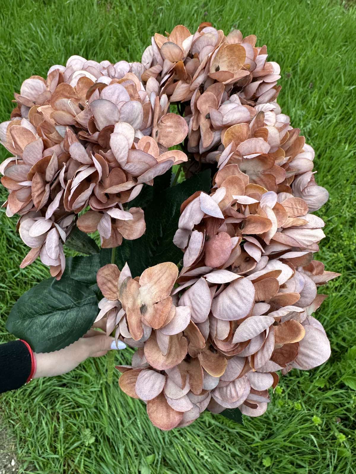 Хортензия винтидж мед