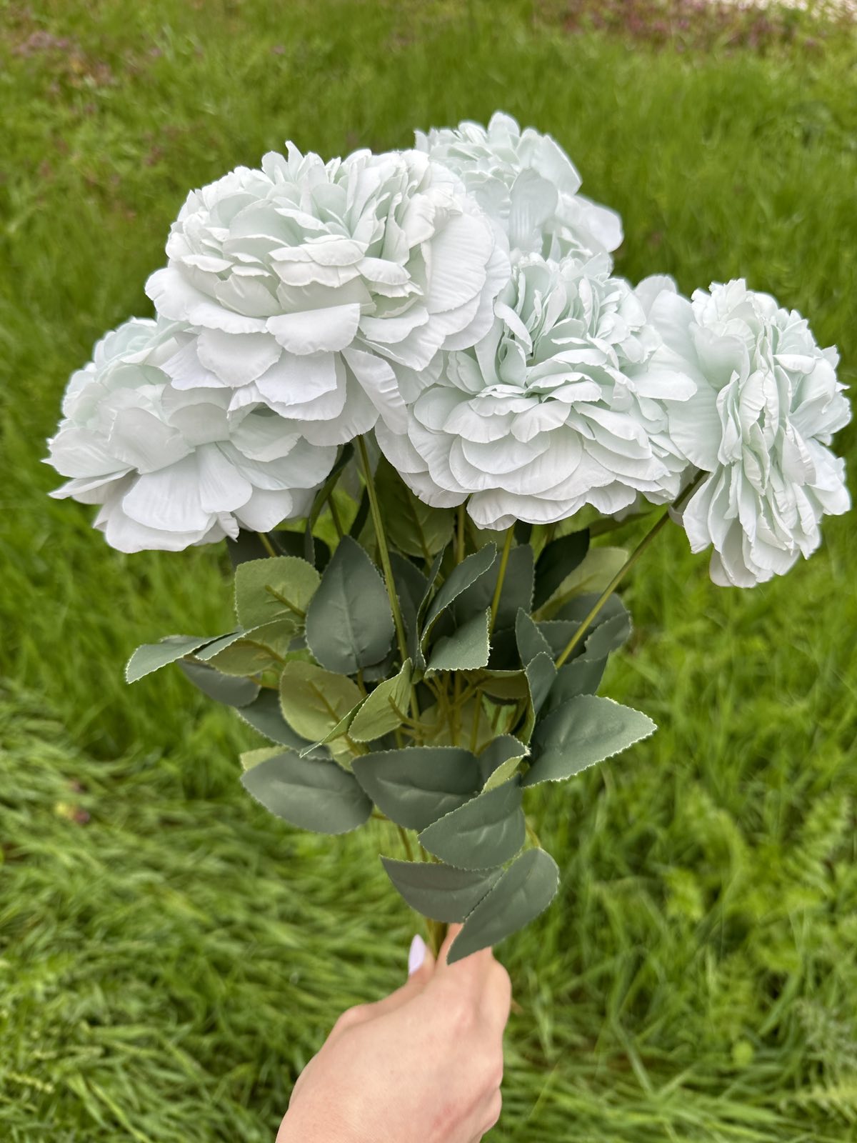 Хризантема кичеста мента