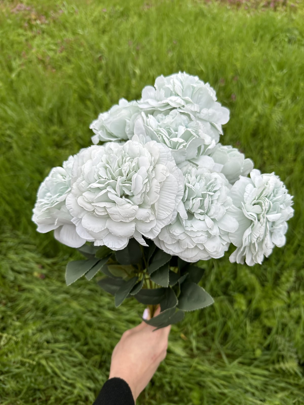 Хризантема кичеста мента