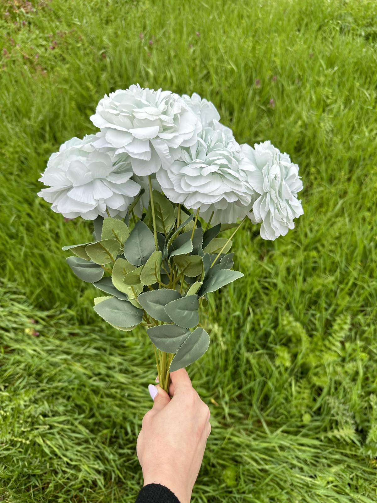 Хризантема кичеста мента