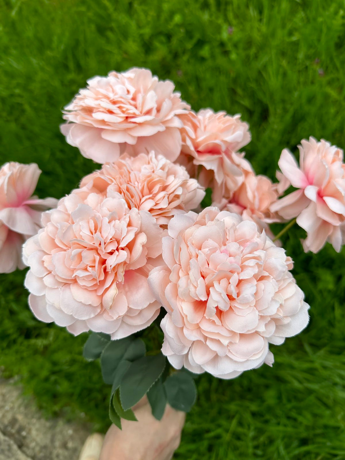 Хризантема кичеста праскова