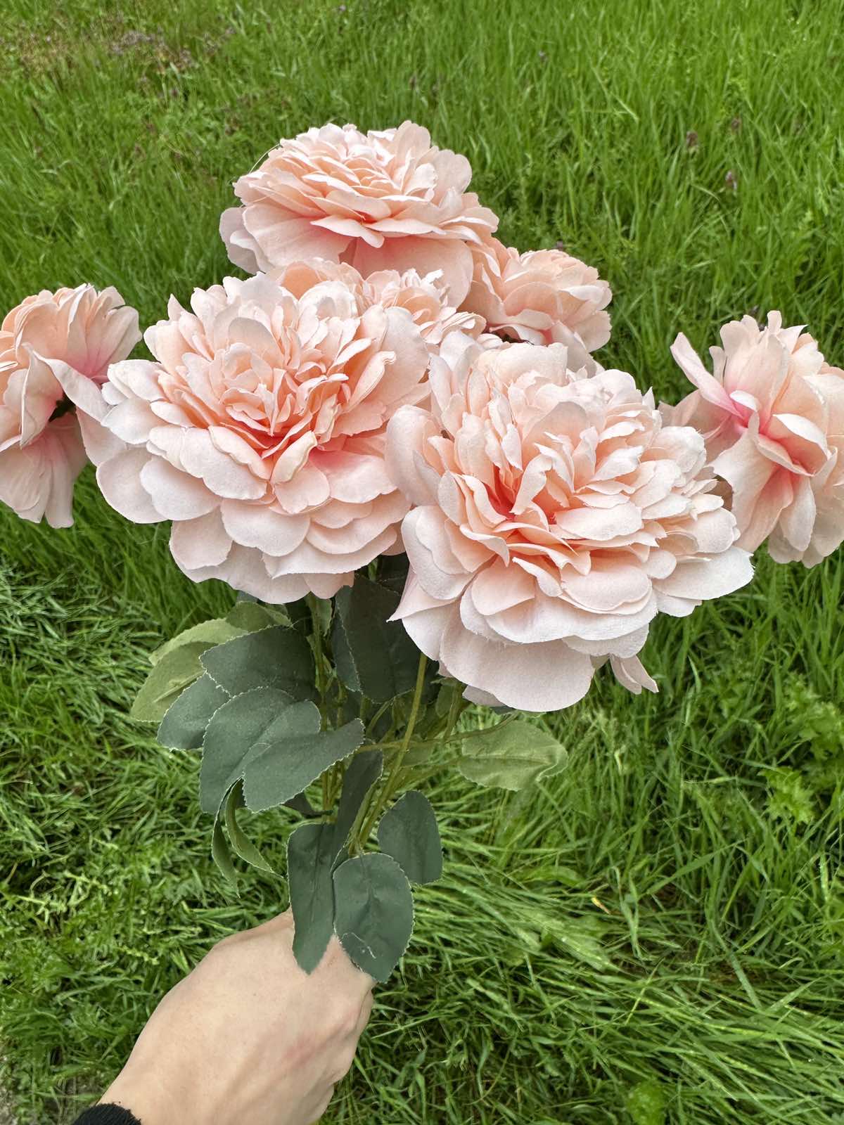 Хризантема кичеста праскова