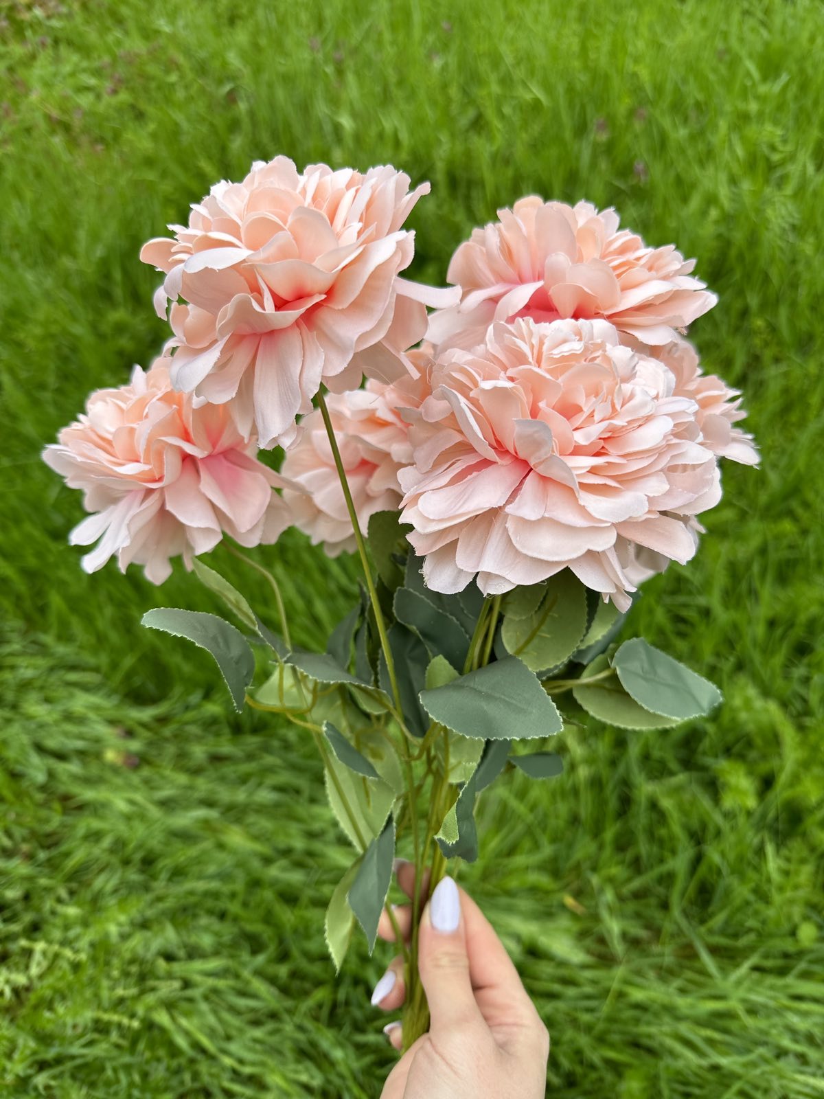 Хризантема кичеста праскова