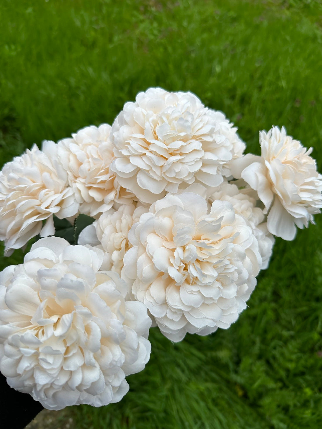 Хризантема кичеста пудра