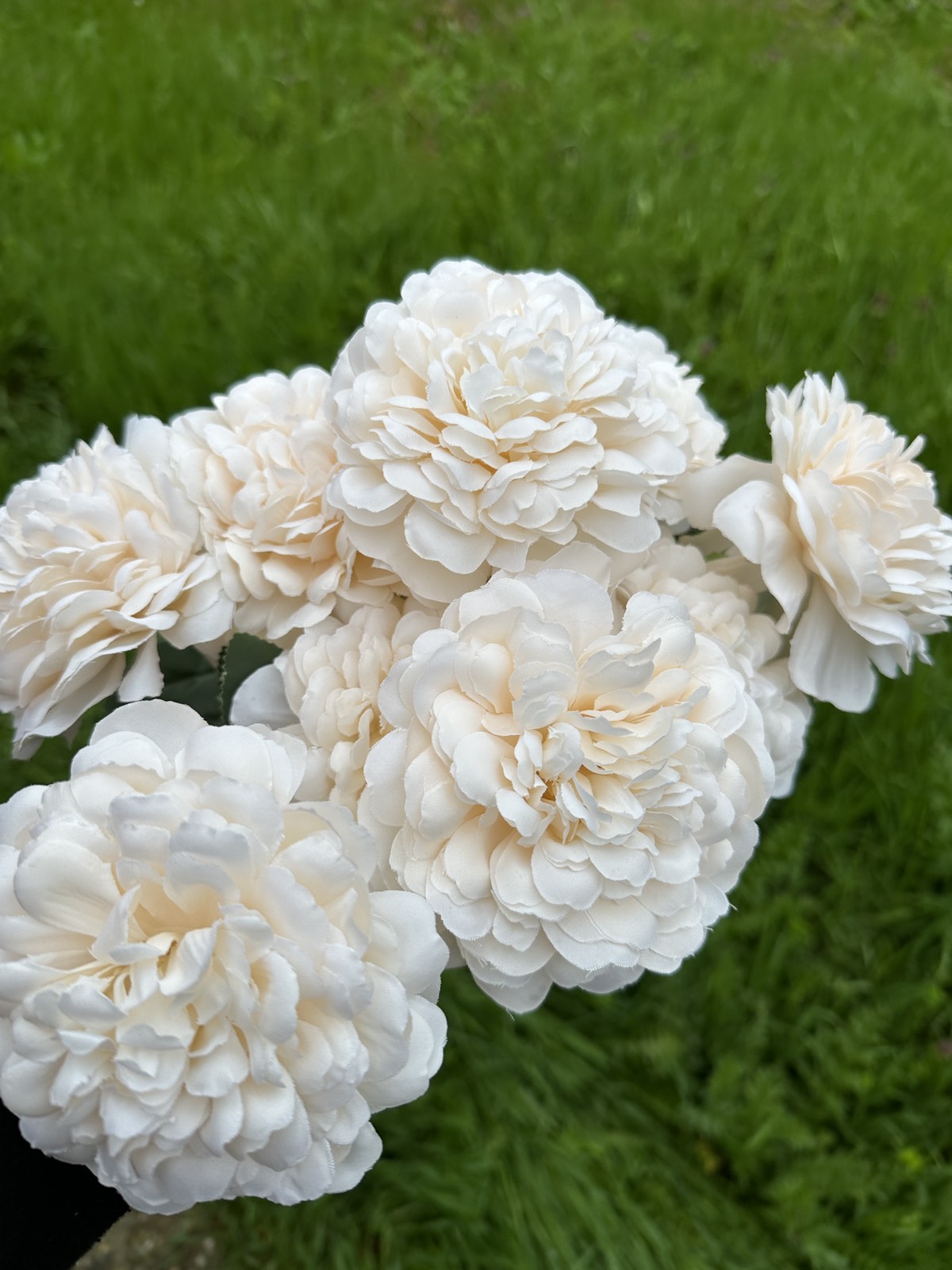 Хризантема кичеста пудра