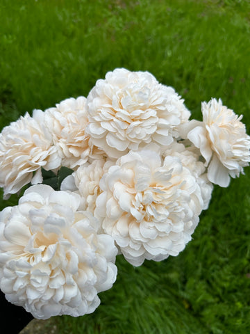 Хризантема кичеста пудра