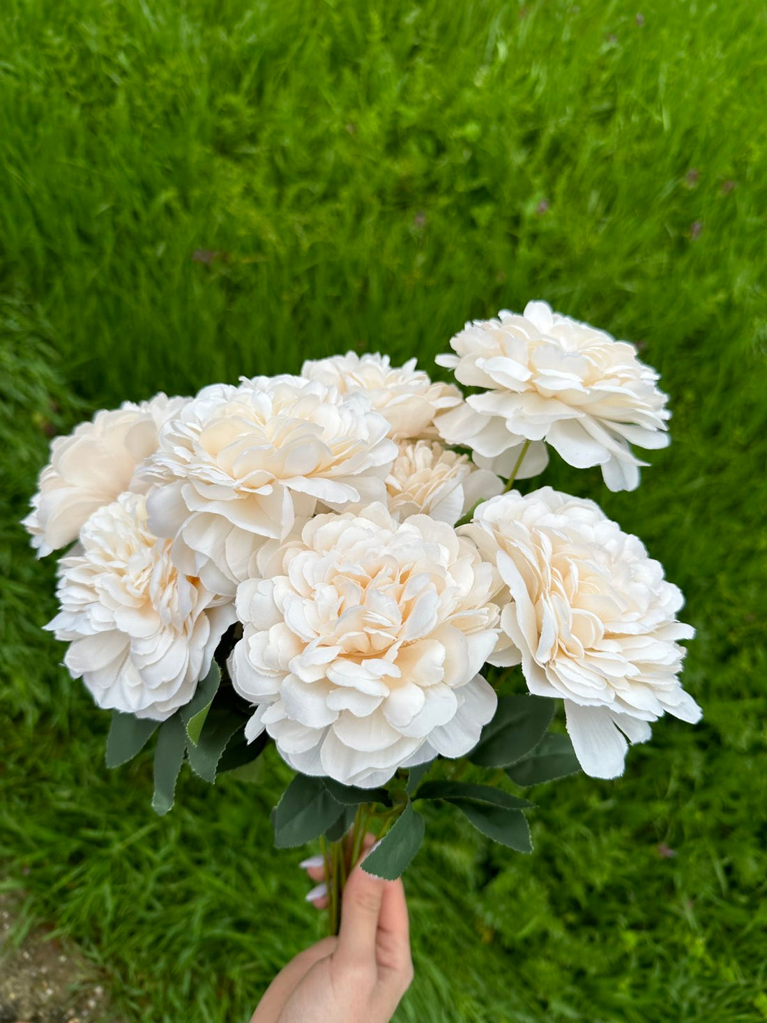 Хризантема кичеста пудра