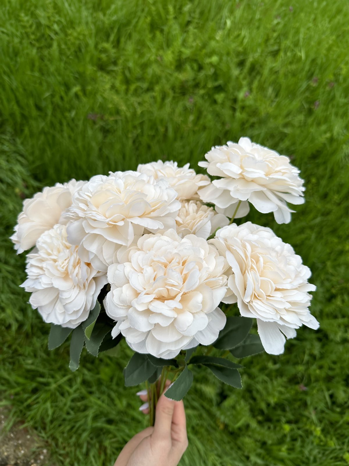 Хризантема кичеста пудра