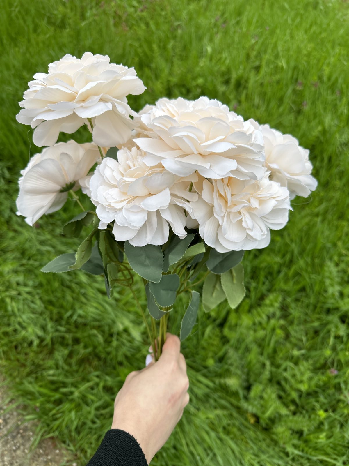 Хризантема кичеста пудра